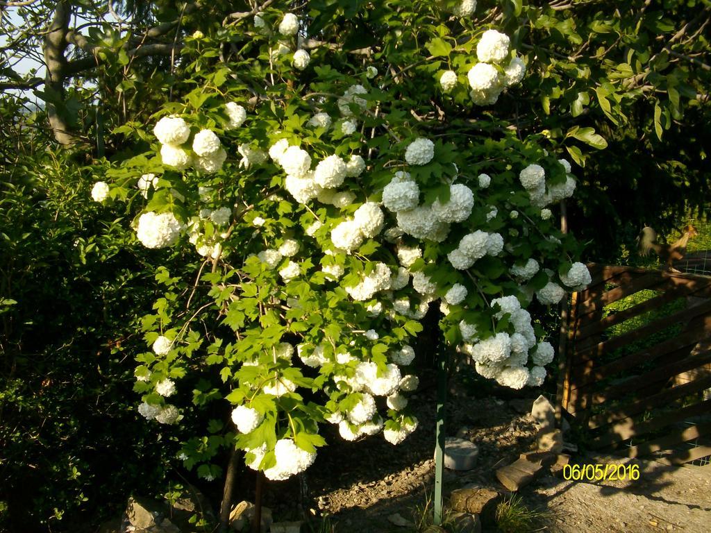 Serramazzoni B&B San Nicola מראה חיצוני תמונה
